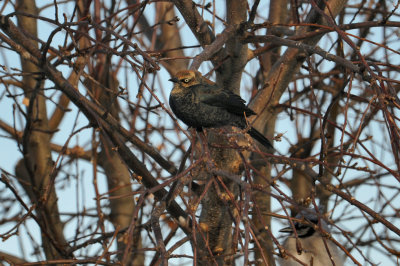 QUISCAL ROUILLEUX / RUSTY BLACKBIRD  / 11 fevrier 2014