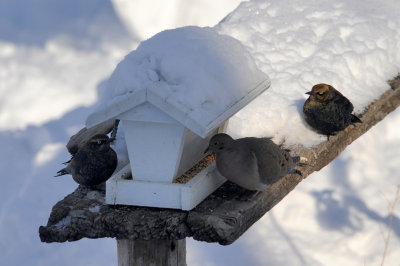 QUISCAL ROUILLEUX / RUSTY BLACKBIRD  / 11 fevrier 2014