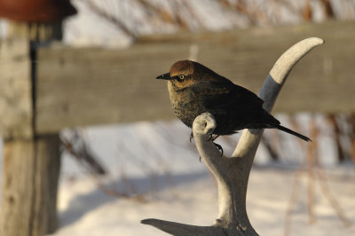 QUISCAL ROUILLEUX / RUSTY BLACKBIRD
