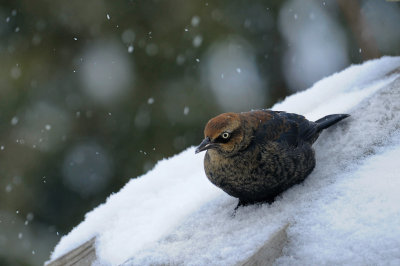 RUSTY BLACKBIRD / QUISCAL ROUILLEUX