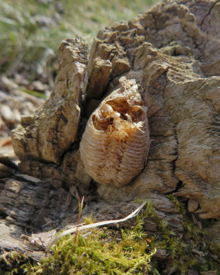 Mantis religiosa / COCON (ootheque) MANTE RELIGIEUSE / PRAYING MANTIS COCOON