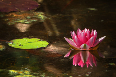 Nymphea 20 Aout 2014 (Nymphaea Marliacea Carnea)