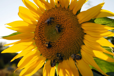 BOURDONS SUR SOLEIL