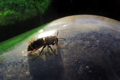 Gupe  taches blanches (Dolichovespula maculata)