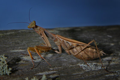 MANTE RELIGIEUSE / PRAYING MANTIS  / Mantis religiosa