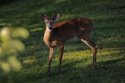 Cerf de Virginie / Chevreil _