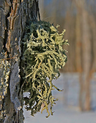 Lichen / Pour crer des arbres miniatures