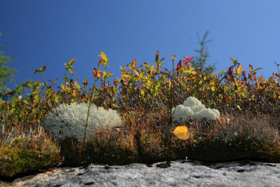 Lichen et mousse / Pour crer des arbres miniatures