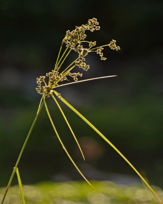 Scirpe souchet / Common wool-grass