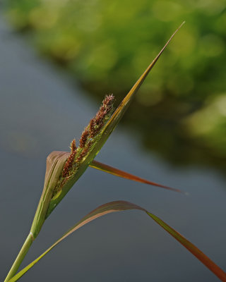 Laiche (CAREX) des bois / ?