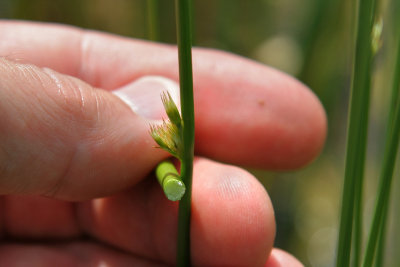 Junc filiforme / Juncus filiformis