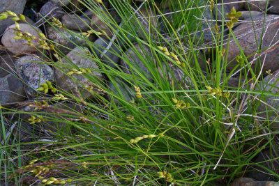 Carex de Crawford / Crawfords Sedge