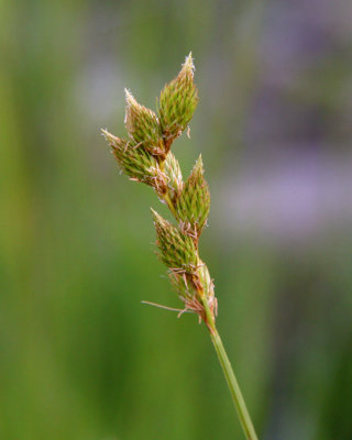 Crawford's Sedge / Carex de Crawford