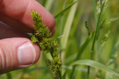 Stalk-grain sedge / Carex stipit
