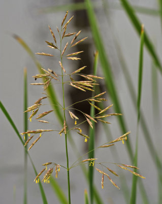 BROME INERME