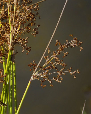 Fruit du Scirpe souchet / Common wool-grass 