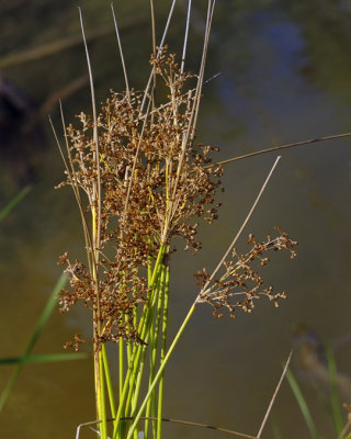 Common wool-grass / Scirpe souchet