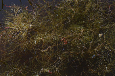 Potamot engain / Sheathed pondweed / Stuckenia vaginata 