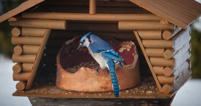 GEAI BLEU AU CHALET