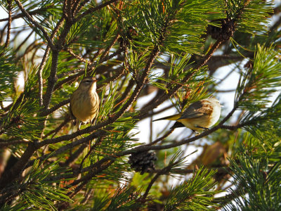 Paruline  couronne rousse