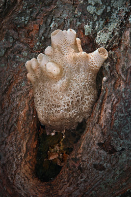 COEUR VGTAL / Champignon / Fungi