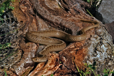 COULEUVRE BRUNE / NORTHERN BROWNSNAKE