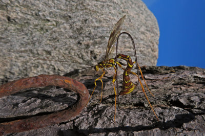 Ichneumon at work / Rhysse au travail