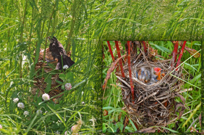 Nid de carouge avec petits / Red-winged Blackbird nest