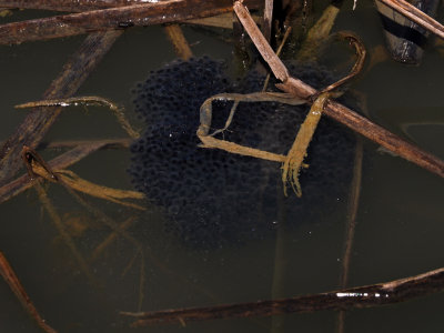 Oeufs de grenouille lopard