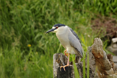 Nycticorax nycticorax / BIHOREAU GRIS / Black crowned night heron