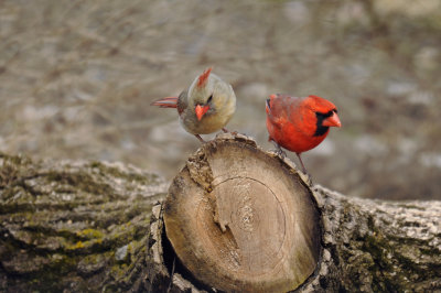 Northern Cardinal  / Cadinal rouge  ( F / M )