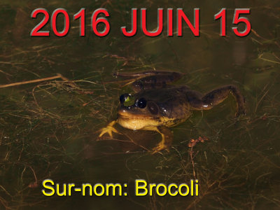 Frog with black eyes / Grenouille avec les yeux noirs