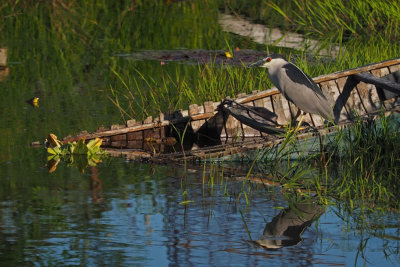 BIHOREAU GRIS / Black crowned night heron (Nycticorax nycticorax)