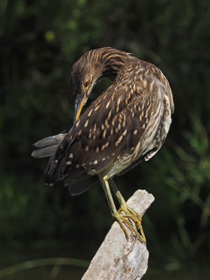 Black crowned night heron / BIHOREAU GRIS