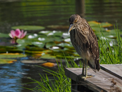 Black crowned night heron / BIHOREAU GRIS