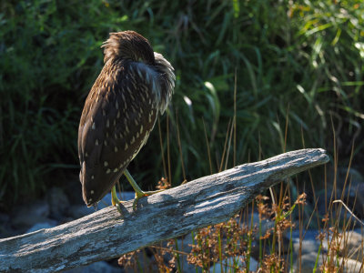 BIHOREAU GRIS / Black crowned night heron