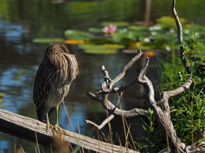 Black crowned night heron / BIHOREAU GRIS