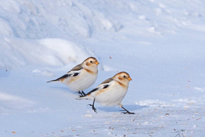 Snow bunting / Plectrophane des neiges