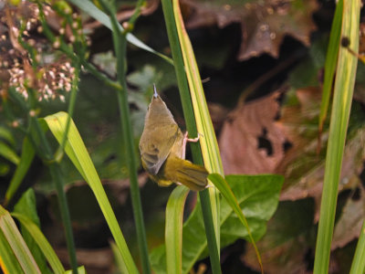 Paruline joues grises (immature)