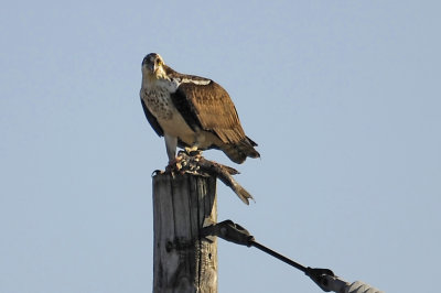 BALBUZARD / OSPREY