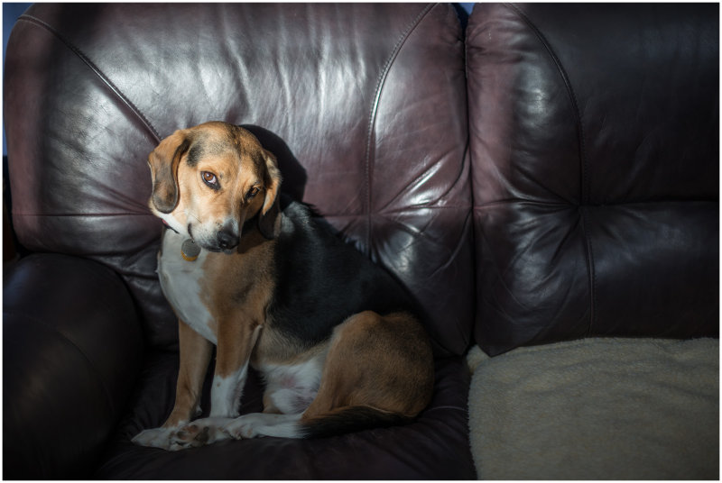 Max the Beagle Goes Into the Light