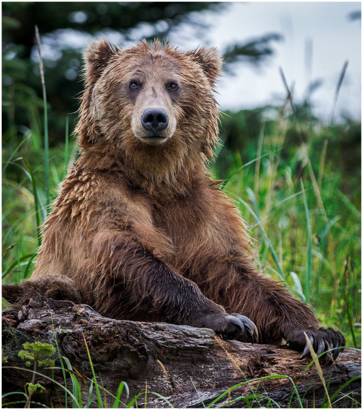 Brown Bear