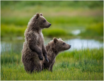 Spring Brown Bear Cubs On Alert