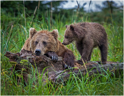 Mother Brown Bear with Cub