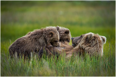 Nursing Bear Cubs
