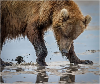 Brown Bear clamming on Mud Flats