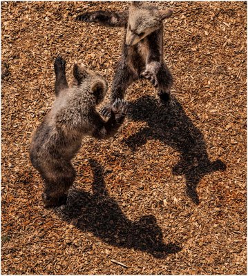 Brown Bear Cubs, Wildlife Sanctuary