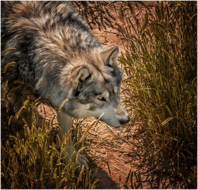 Wolf,  Wildlife Sanctuary