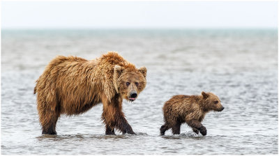 Clamming Brown Bear and Cub