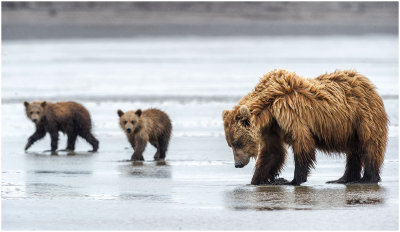 Clamming Brown Bear and Cubs